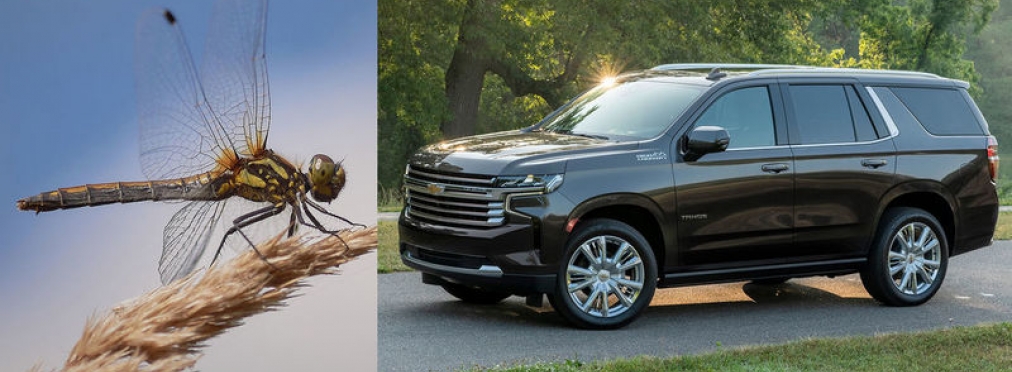 Мухи вывели из строя 2600 новеньких Chevrolet Tahoe