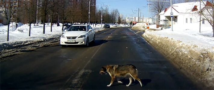 Зоозащитники требуют наказать бухгалтера, которая медленно раздавила собаку автомобилем